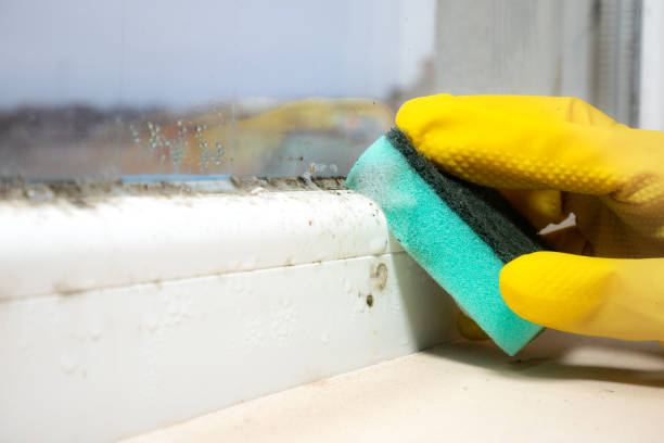 Best Post-Flood Mold Remediation in Eminence, KY