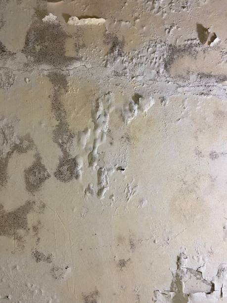 Best Emergency Mold Remediation in Eminence, KY