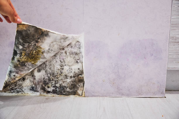 Best Kitchen Mold Remediation in Eminence, KY